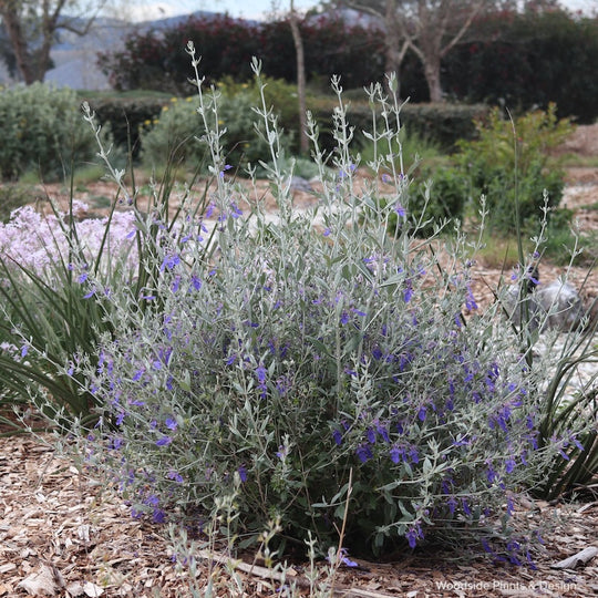 Teucrium fruticans 'Indigo Angel'