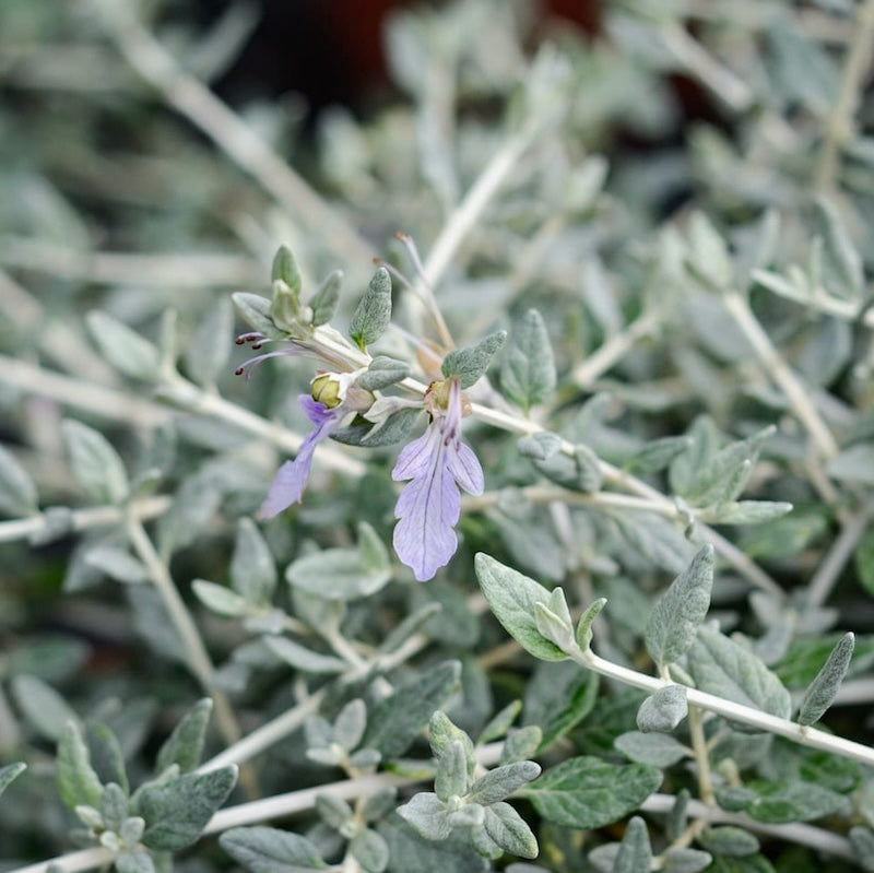Teucrium fruticans
