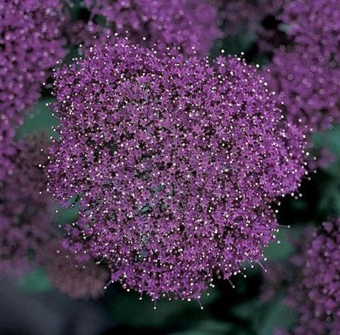 Trachelium caeruleum 'Lake Michigan Violet'