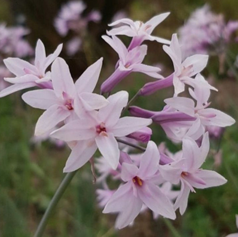 Tulbaghia violacea 'Ashanti Pearl'