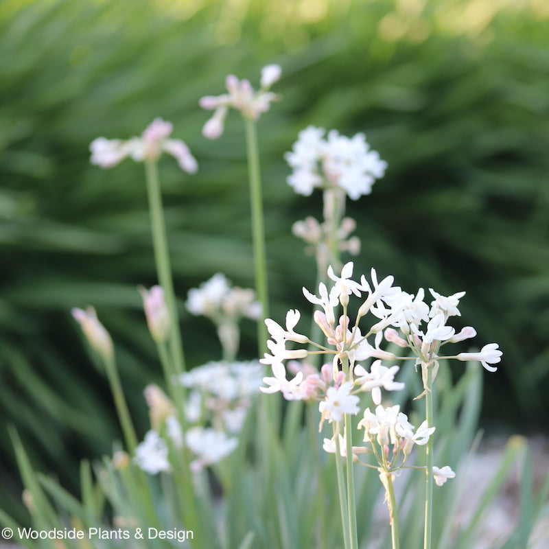 Tulbaghia violacea 'Ashanti Pearl'