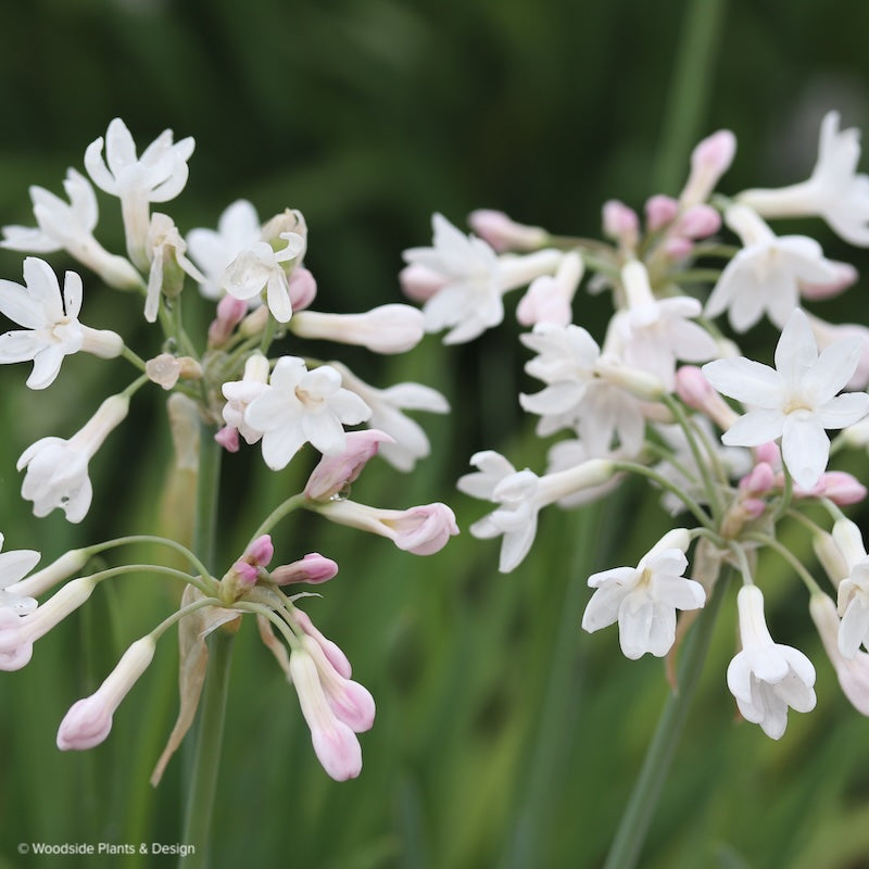 Tulbaghia violacea 'Ashanti Pearl'