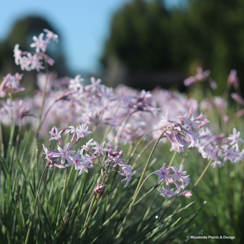 Tulbaghia cominsii x violaceae