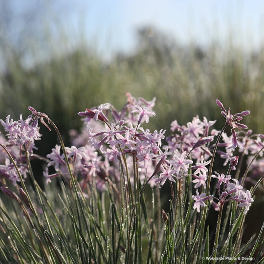 Tulbaghia cominsii x violaceae