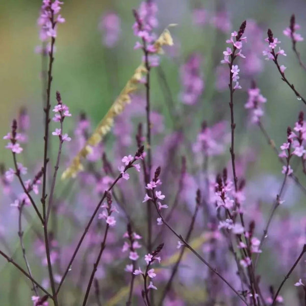 Verbena officinalis var. grandiflora 'Bampton'