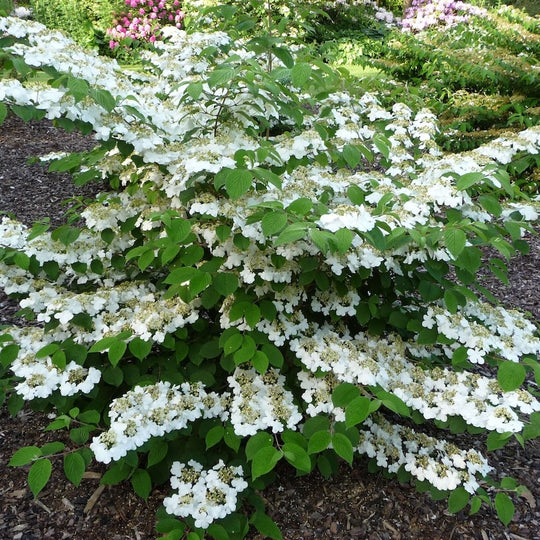 Viburnum plicatum 'Lanarth'
