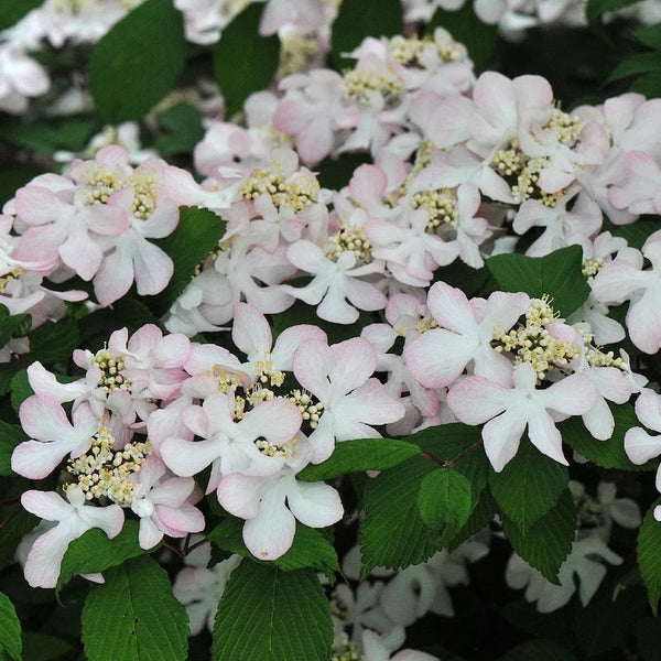 Viburnum plicatum 'Pink Beauty'