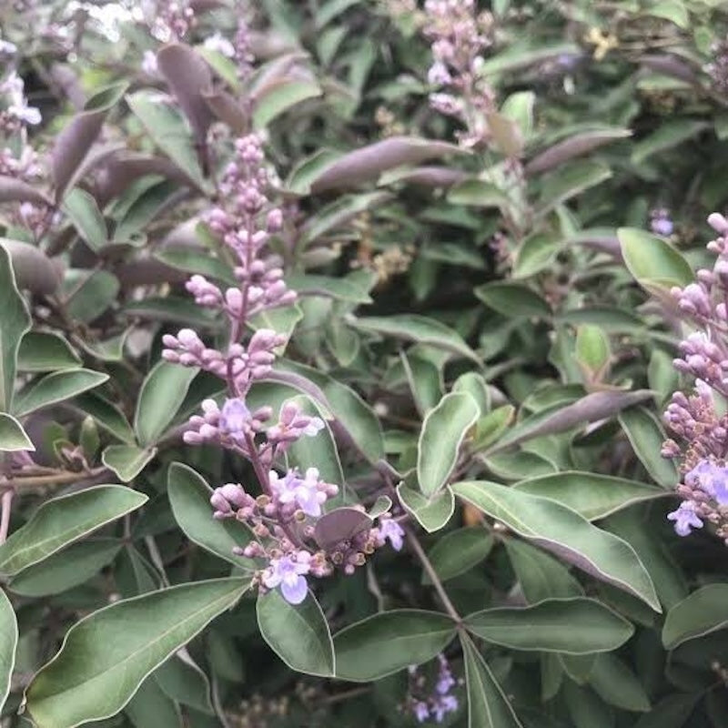 Vitex trifolia 'Purpurea'