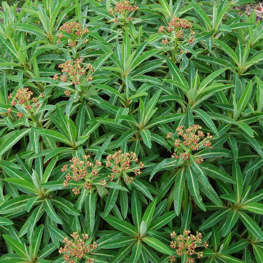 Euphorbia mellifera