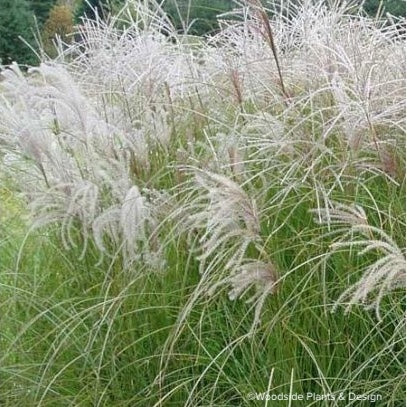 Miscanthus sinensis 'Sarabande'