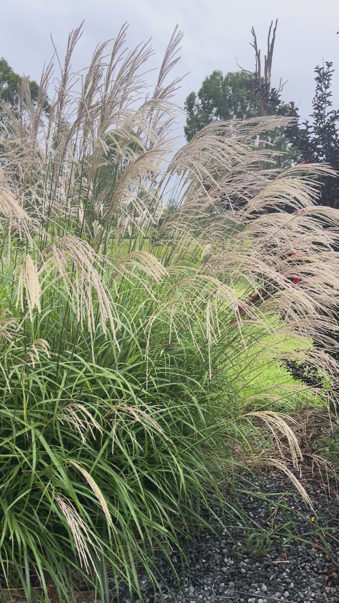 Miscanthus transmorrisonensis
