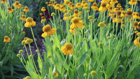 Helenium 'Pumilum Magnificum'