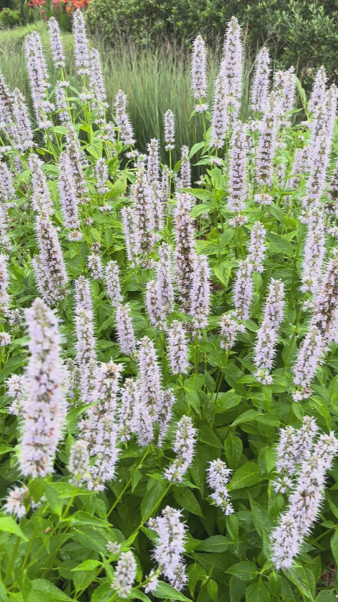 Agastache 'Blue Fortune'