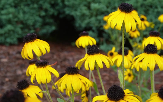 Rudbeckia fulgida 'American Gold Rush'