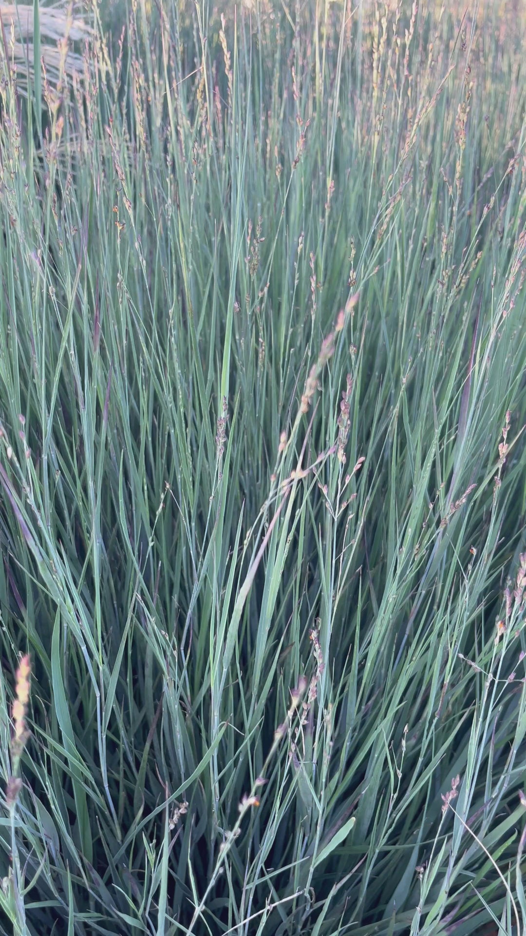 Panicum virgatum 'Heavy Metal'