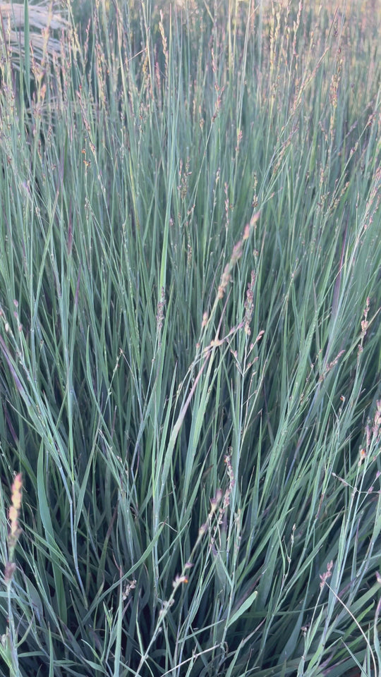 Panicum virgatum 'Heavy Metal'