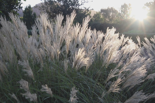 Miscanthus sinensis 'Adagio'