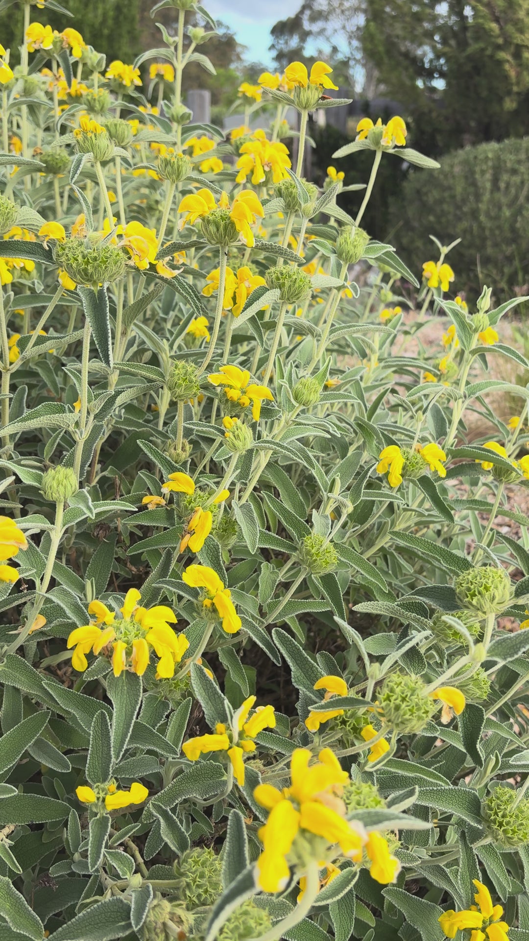 Phlomis platystegia