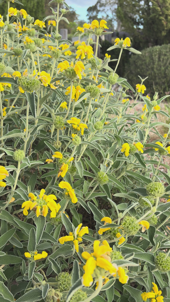 Phlomis platystegia