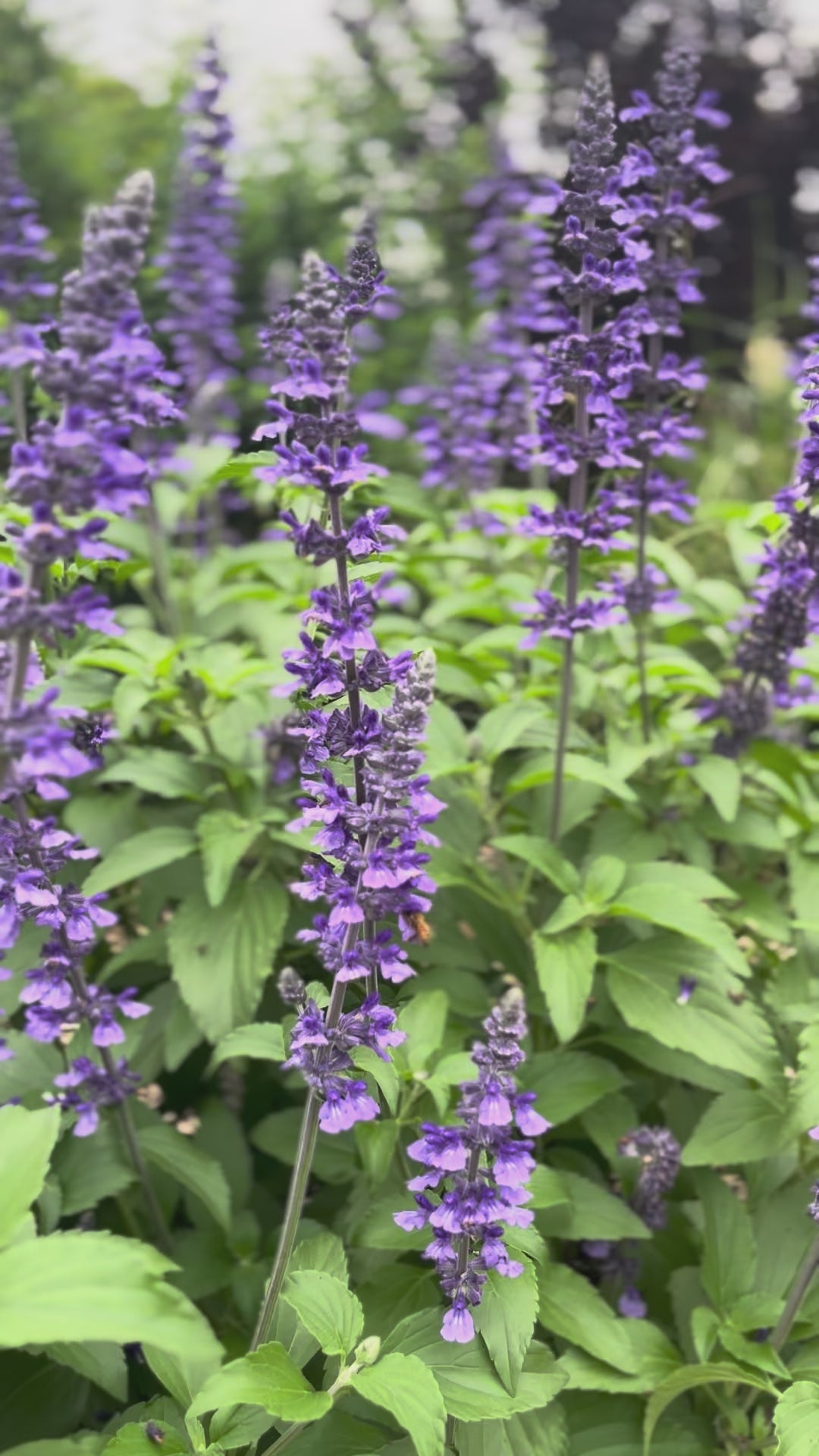 Salvia 'Mystic Spires'