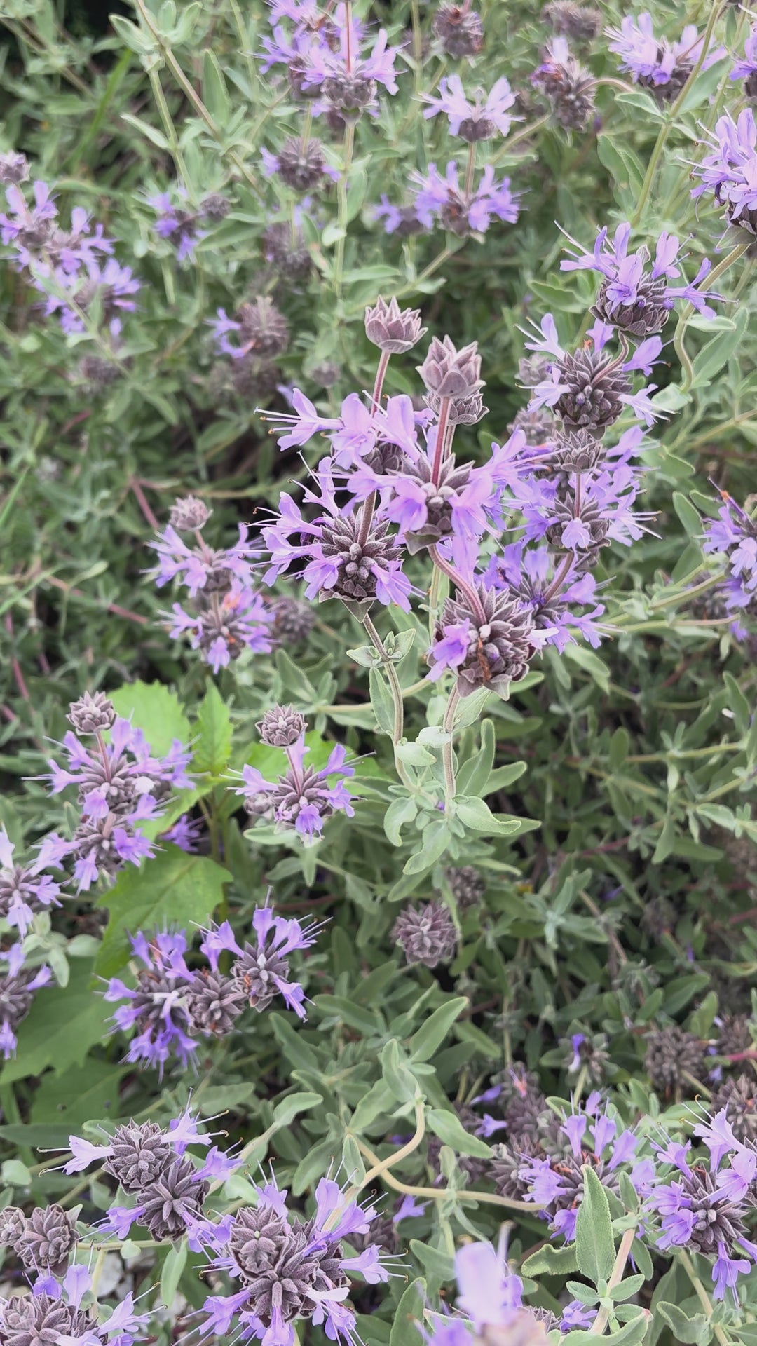 Salvia 'Celestial Blue'