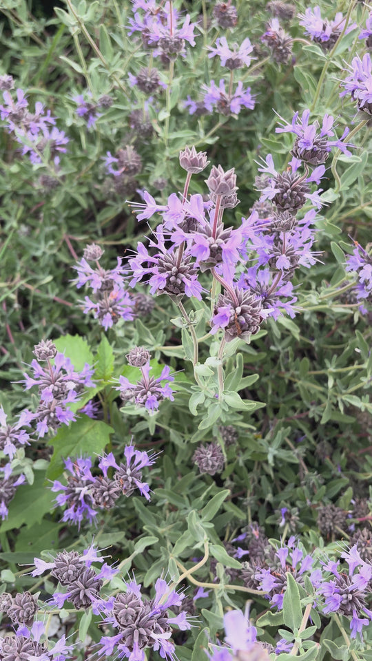 Salvia 'Celestial Blue'