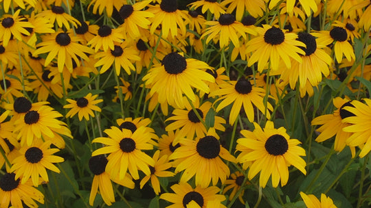 Rudbeckia fulgida 'Goldsturm'
