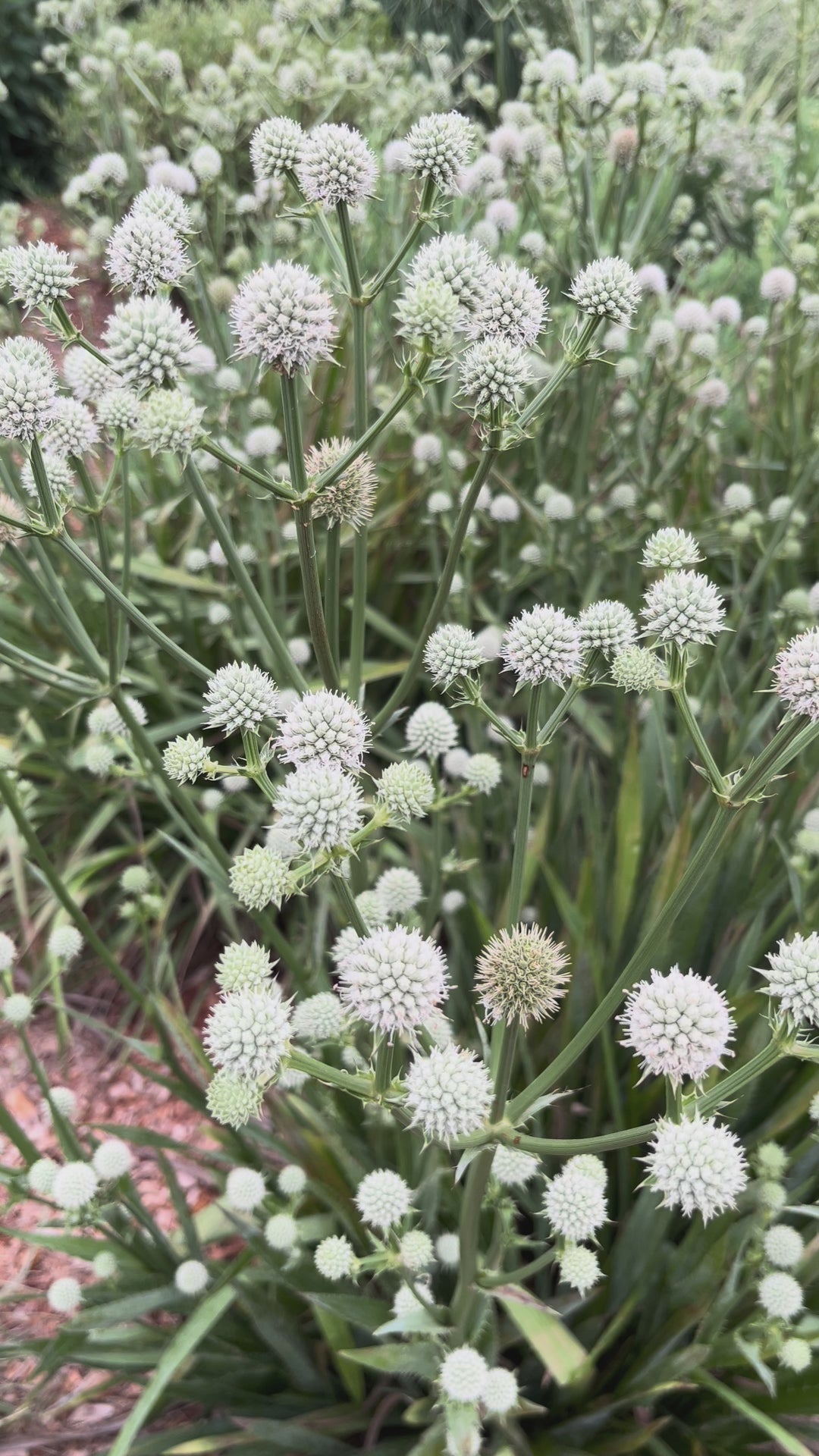 Eryngium yuccifolium