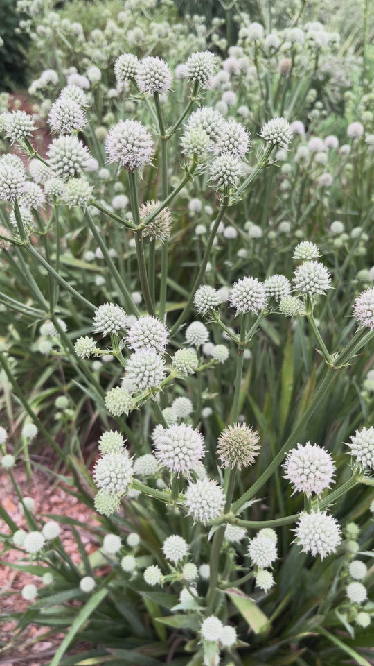 Eryngium yuccifolium