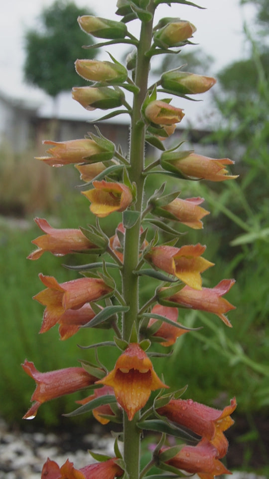 Digiplexis 'Firecracker'