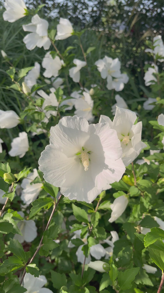 Hibiscus syriacus 'Diana'