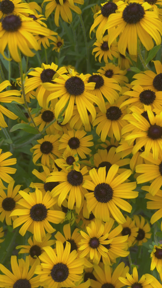 Rudbeckia fulgida 'American Gold Rush'