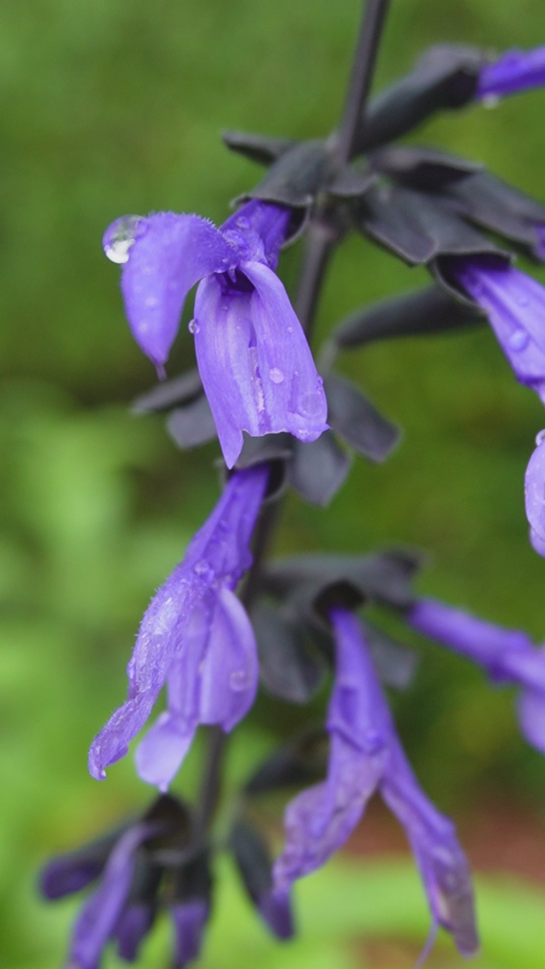 Salvia 'Black & Bloom'