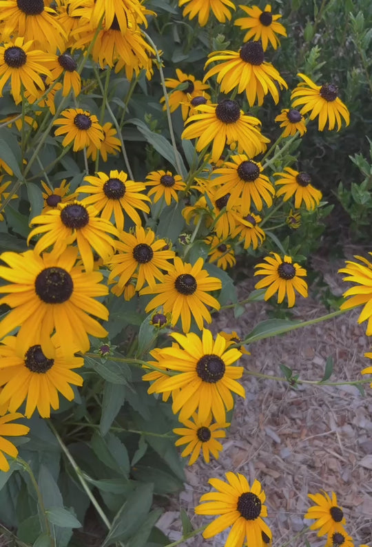 Rudbeckia fulgida 'Goldsturm'