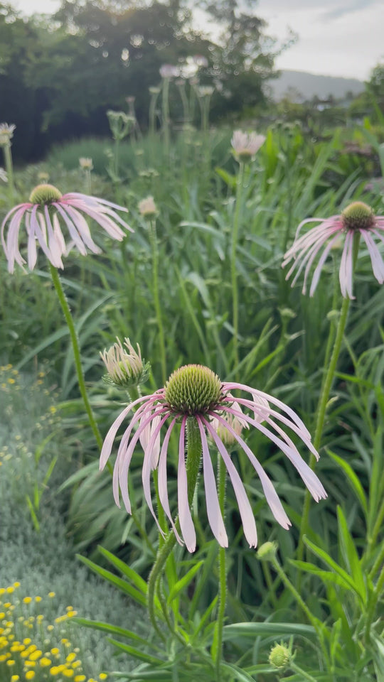 Echinacea pallida 'Hula Dancer'