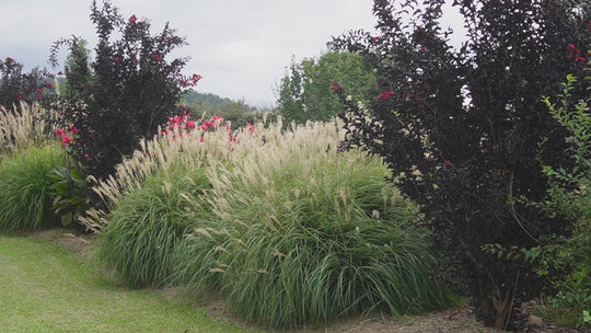Miscanthus sinensis 'Kleine Fontaine'