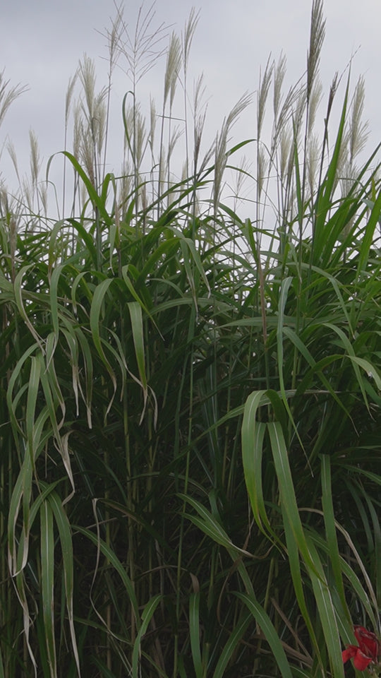 Miscanthus x giganteus