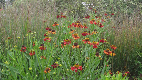 Helenium 'Dunkle Pracht'