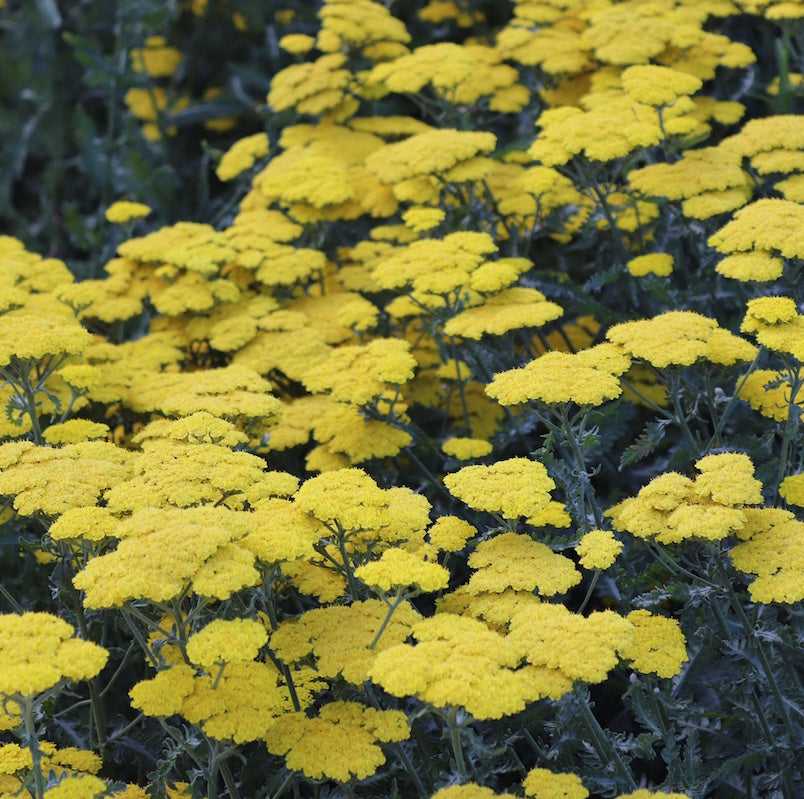 Achillea 'Moonshine'