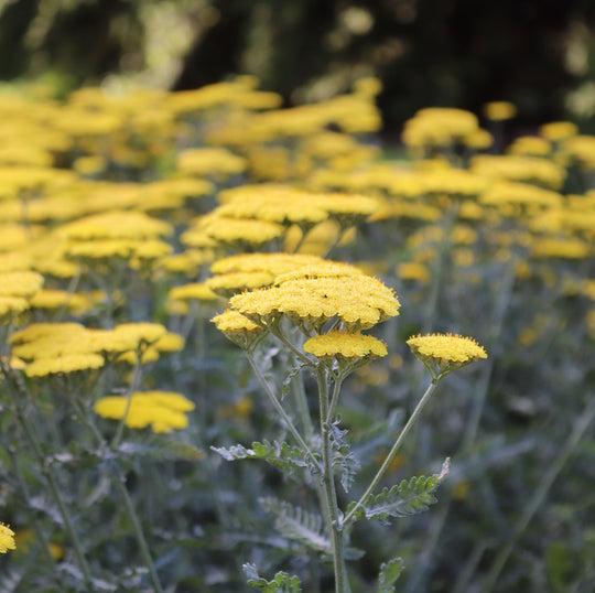 Achillea 'Moonshine'