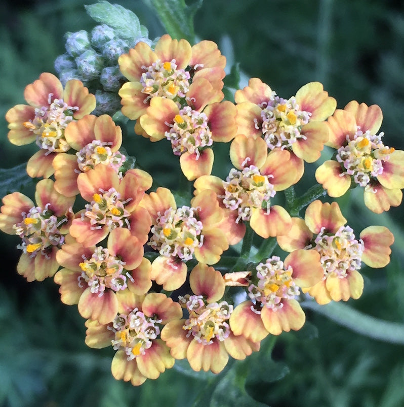 Achillea 'Walther Funcke'