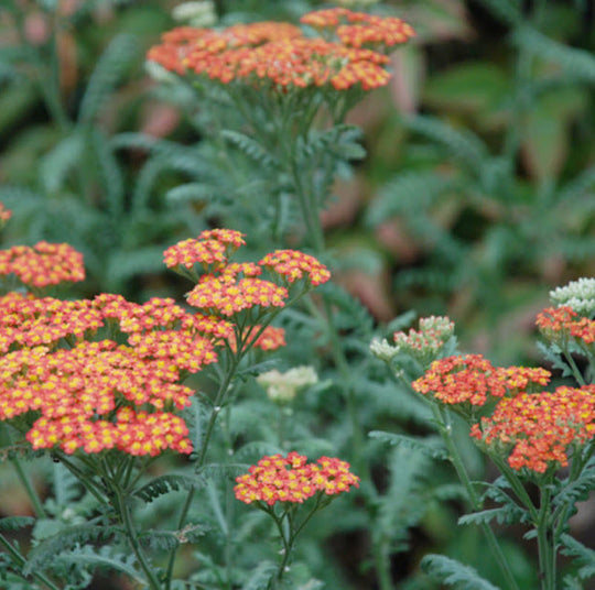 Achillea 'Walther Funcke'