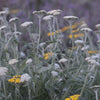 Achillea clypeolata