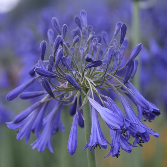 Agapanthus 'Minto'