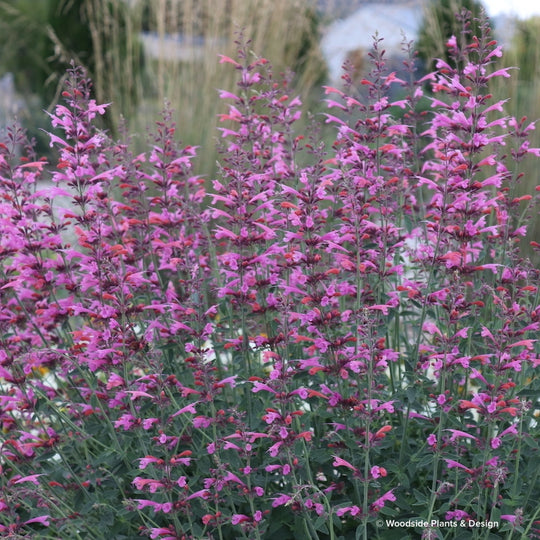 Agastache 'Forever Summer Berry'