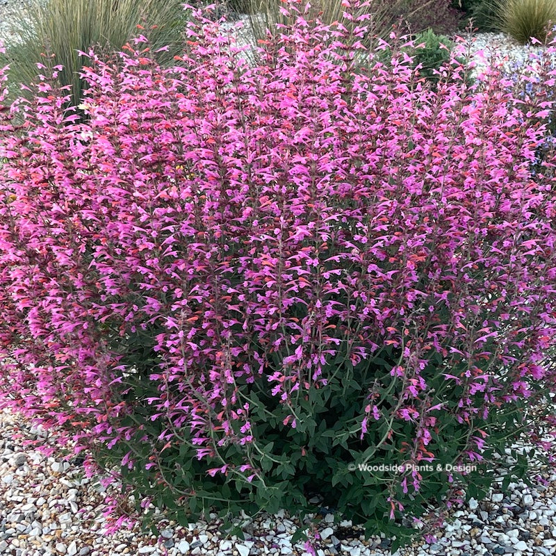 Agastache 'Forever Summer Berry'