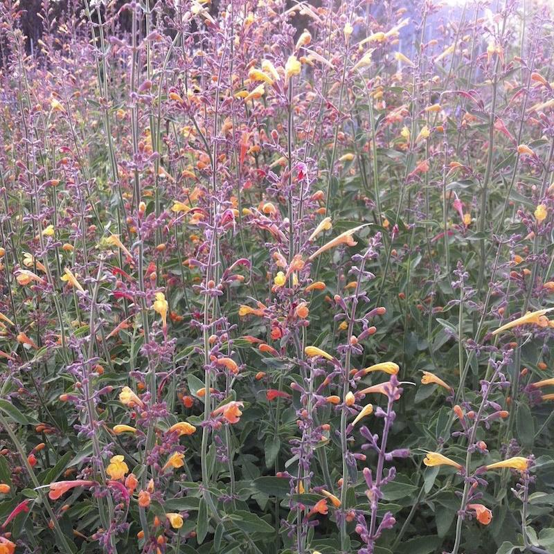 Agastache aurantiaca 'Apricot Sprite'