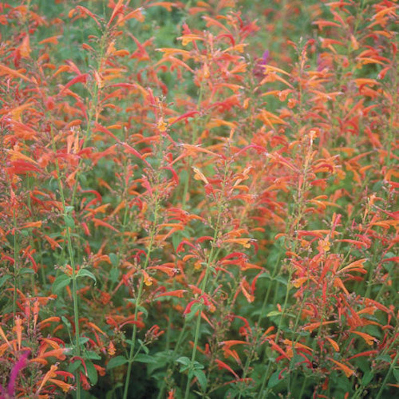 Agastache aurantiaca