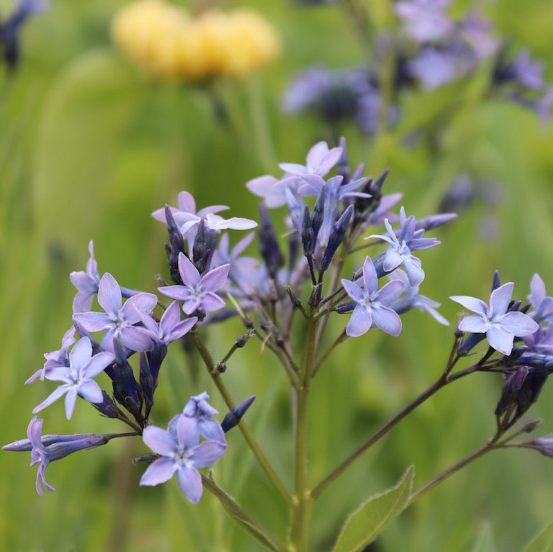 Amsonia tabernamontana