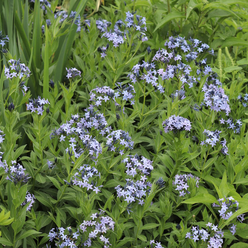 Amsonia tabernamontana